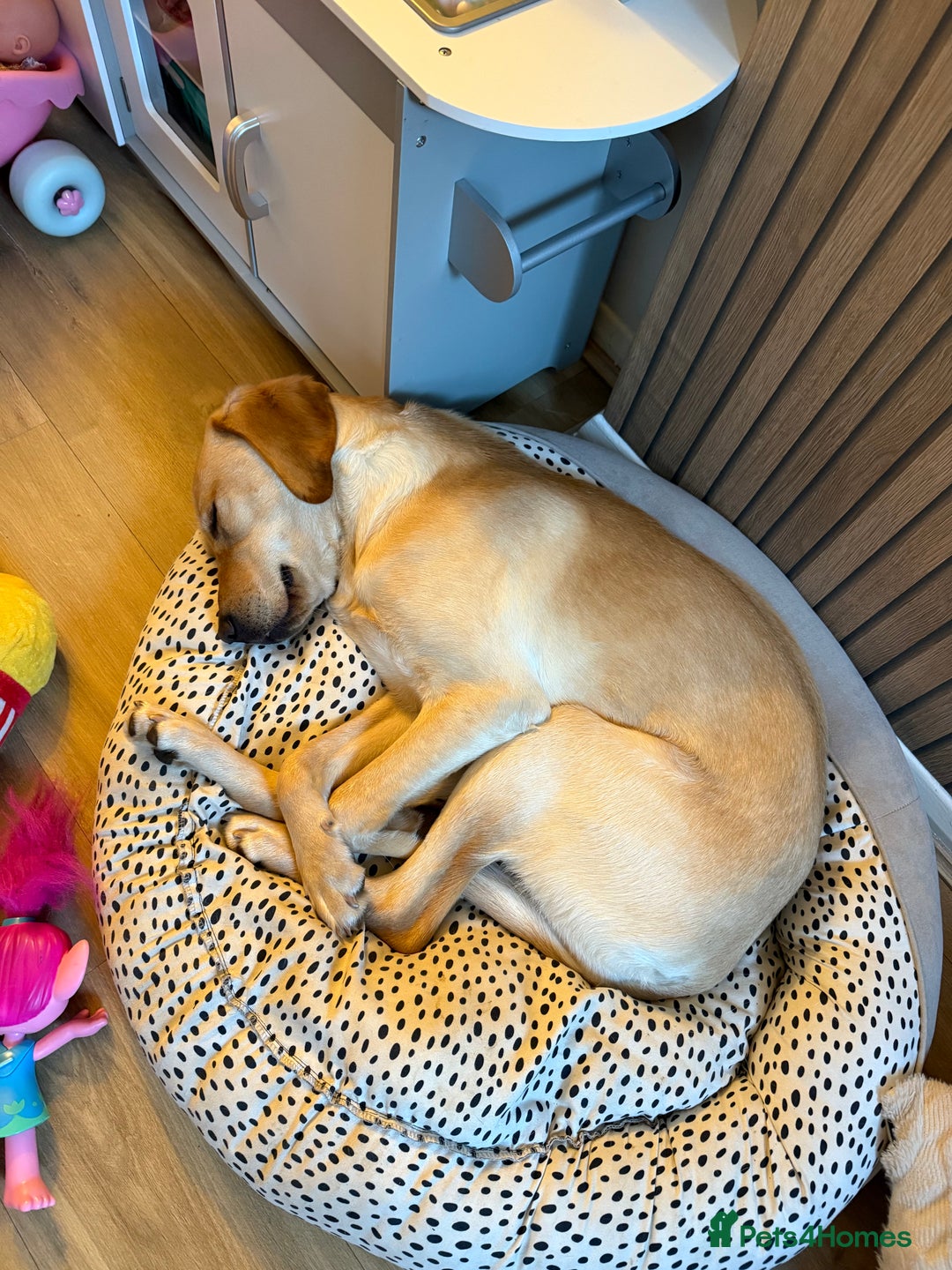 Labrador Retriever dogs for sale: Cream Labrador Retriever Puppy  - Image 3