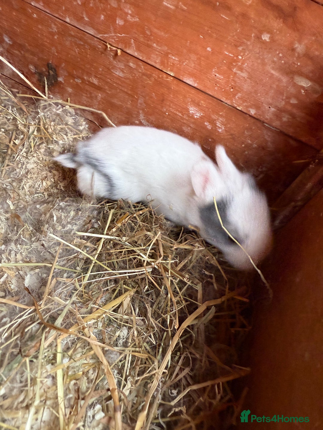 Mixed Breed rabbits for sale: Baby rabbits  - Image 5