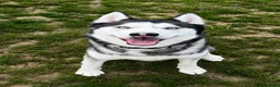 Siberian Husky dogs for stud: Siberian Husky for Stud in Prestonpans - Advert 4
