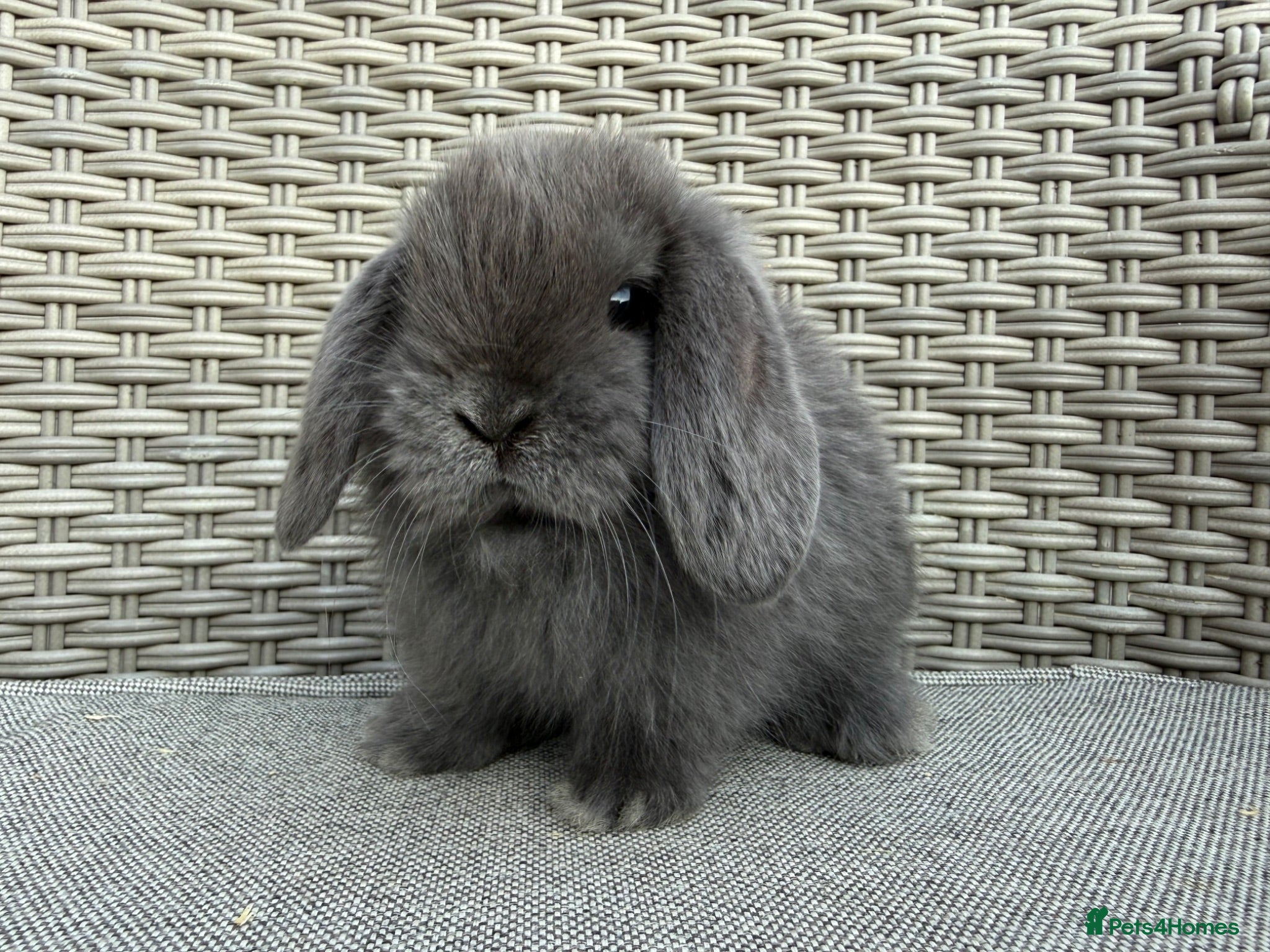 Mini Lop rabbits Friendly mini lops available  - Advert 11