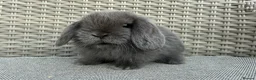 Mini Lop rabbits for sale: Last 2 plush lops available to reserve - Advert 29