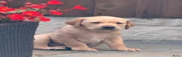 Labrador Retriever dogs for sale: Full Pedigree Fox Red and Yellow Labrador Pups - Advert 5