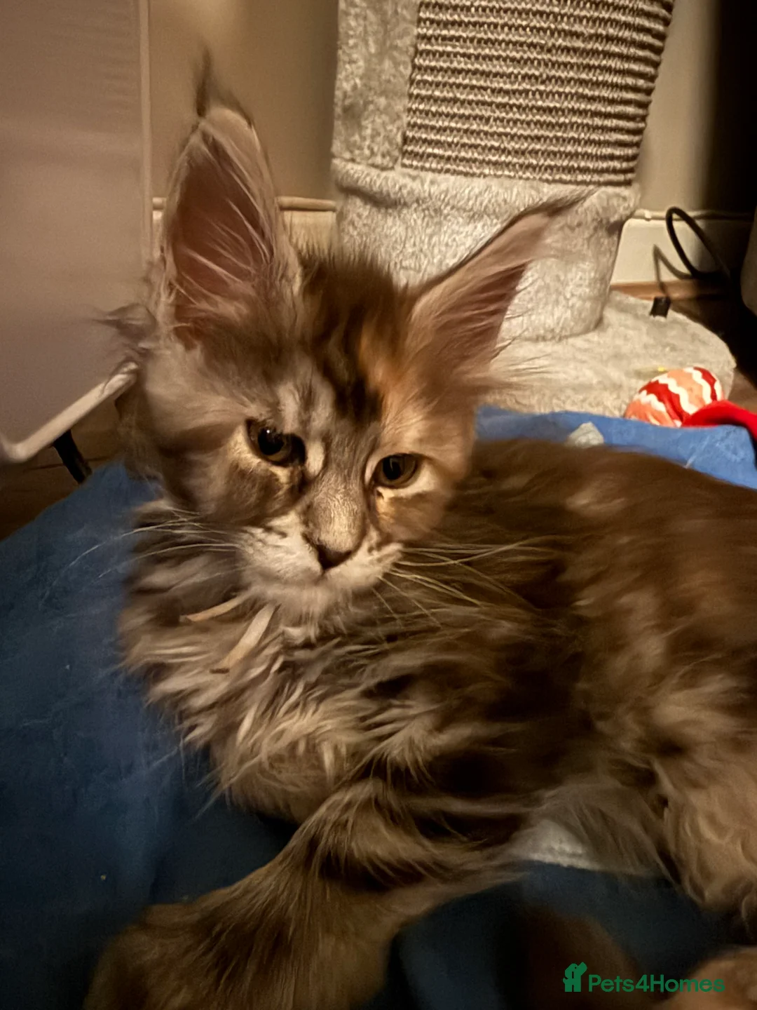 Maine Coon cats for sale: Last 2 female full Maine coon kittens  - Advert 5