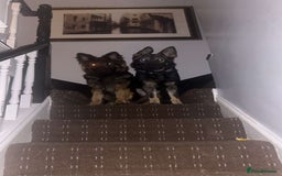 German Shepherd dogs for sale: 💥 chunky German Shepherd's 💥 - Image 15