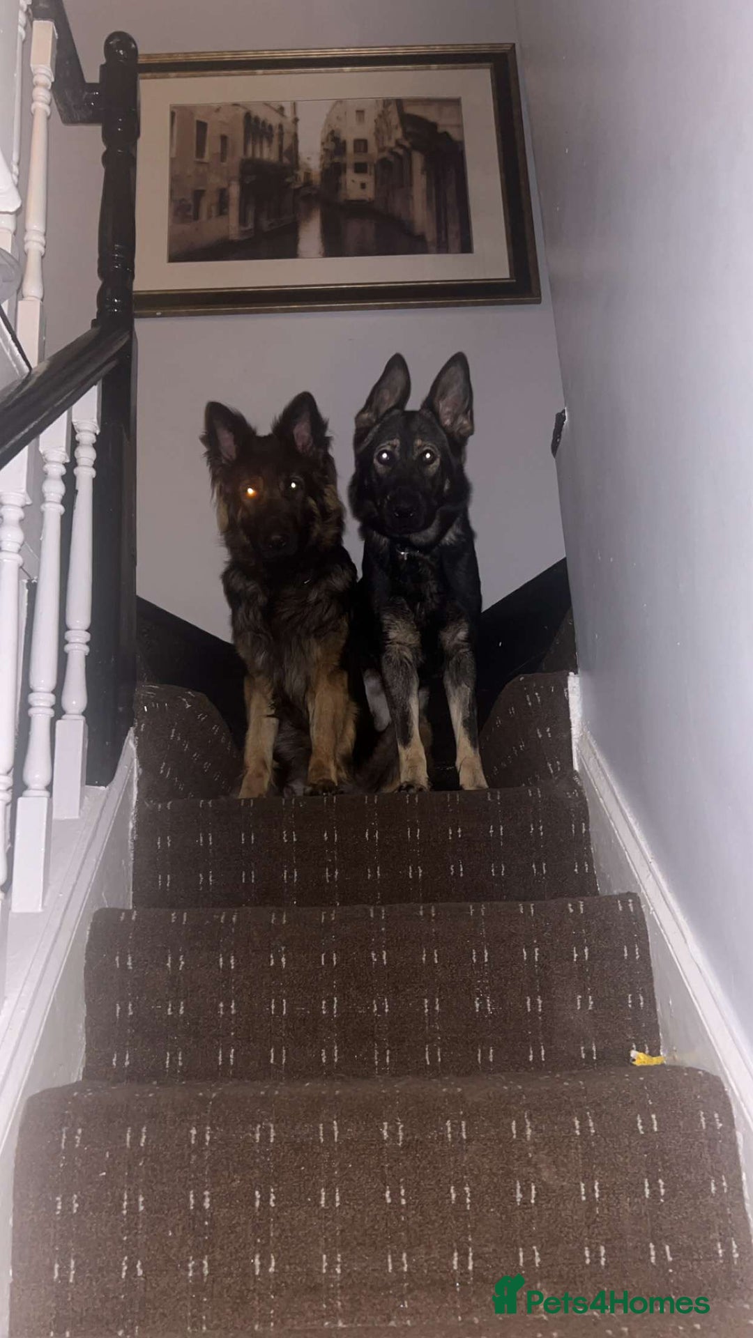 German Shepherd dogs for sale: 💥 chunky German Shepherd's 💥 - Image 15