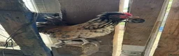 Chickens poultry for sale: Roosters and Hens for sale - Advert 7