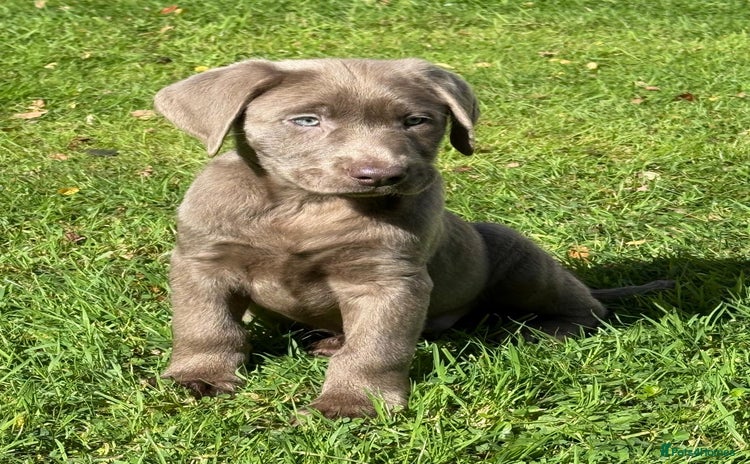 Mixed Breed dogs - Advert 2