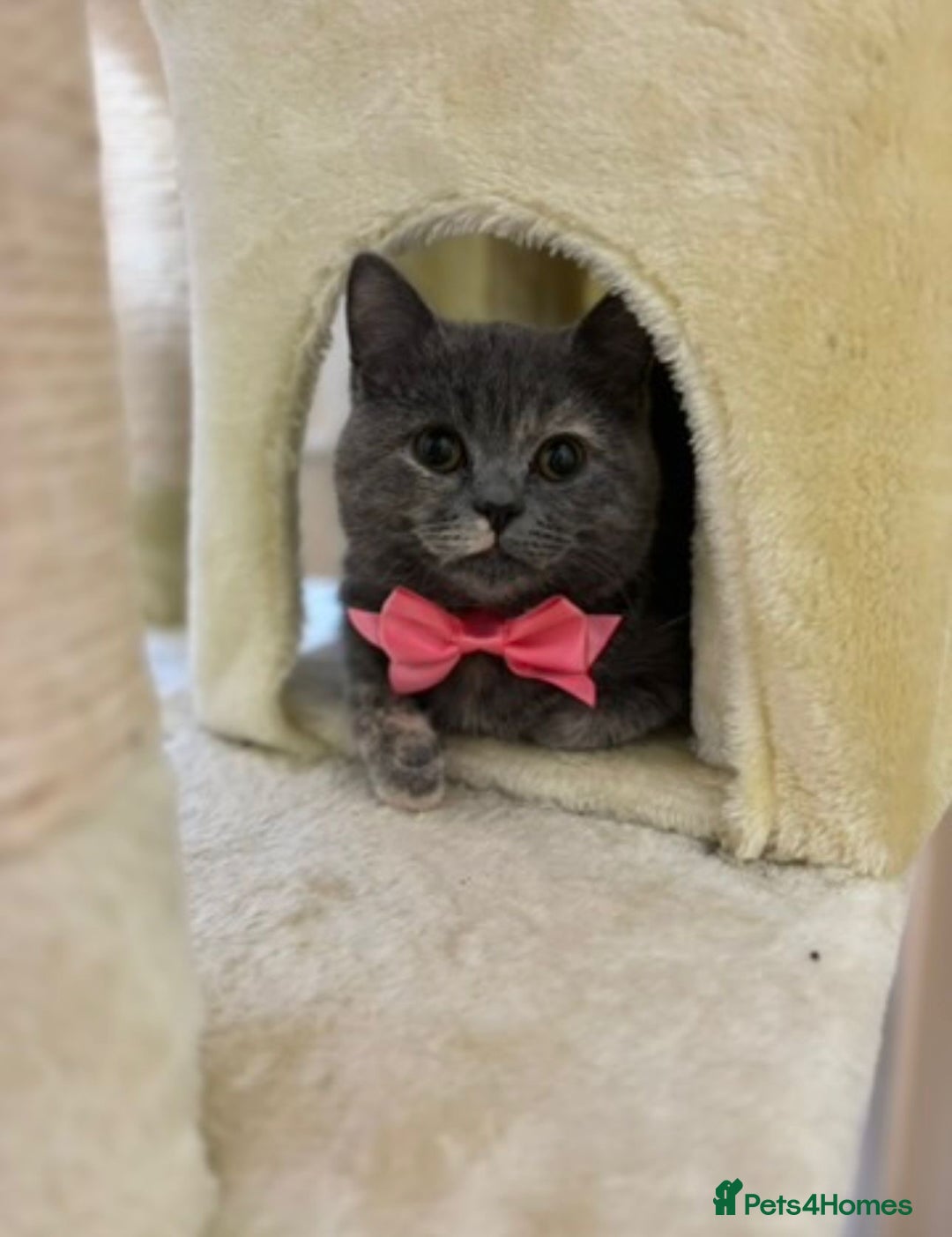 Mixed Breed cats for sale: Beautiful Indoor 2 Year Old Persian/Russian Blue - Advert 3