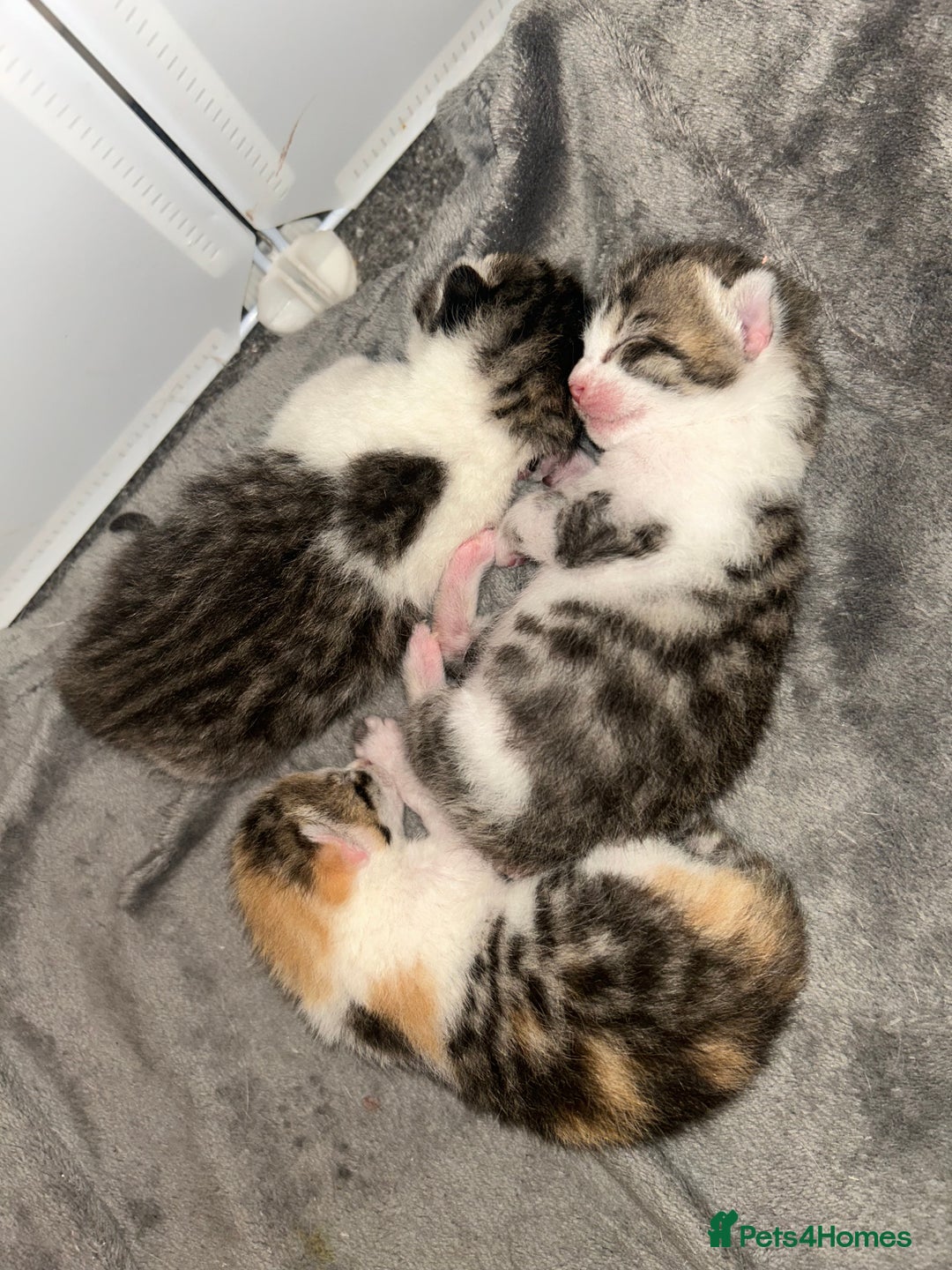 Bengal cats for sale: Bengal Calico kittens  - Image 8