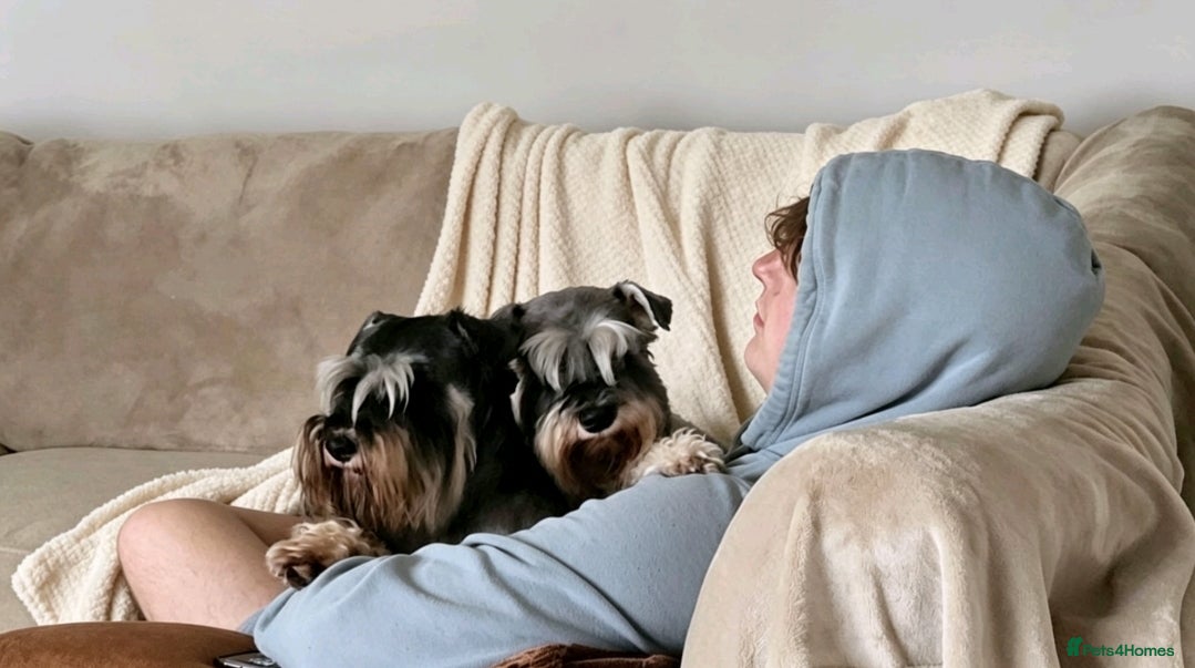 Miniature Schnauzer dogs for sale: Outstanding Miniature Schnauzer puppies - Advert 15