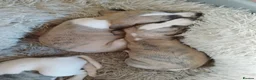 Whippet dogs for sale: Stunning coloured whippet puppies  - Advert 12