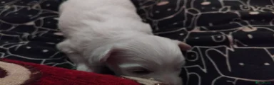 Puppy 6