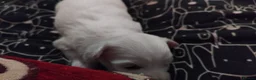 Maltese dogs for sale: Friendly maltese  - Advert 2