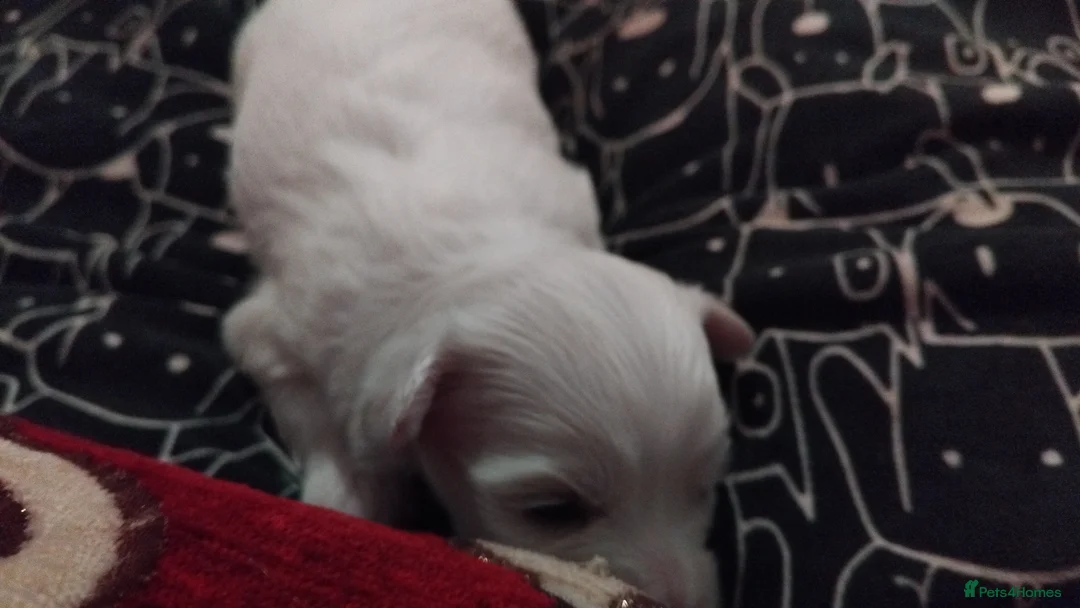 Maltese dogs for sale: Friendly maltese  - Advert 2