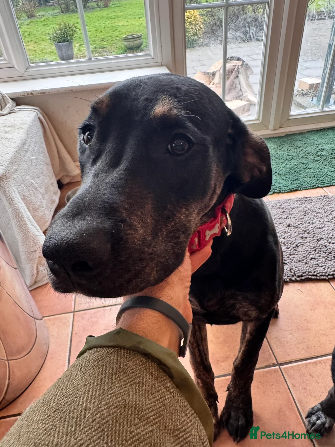 Mixed Breed dogs for sale: Great Dane cross by Golden Retriever  - Advert 1