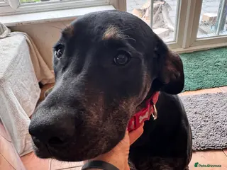 Mixed Breed dogs Great Dane cross by Golden Retriever - Advert 9