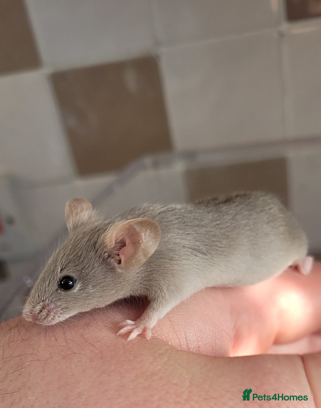 Mouse rodents for sale: Male fancy mice  - Advert 1