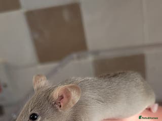 Mouse rodents Male fancy mice - Advert 7