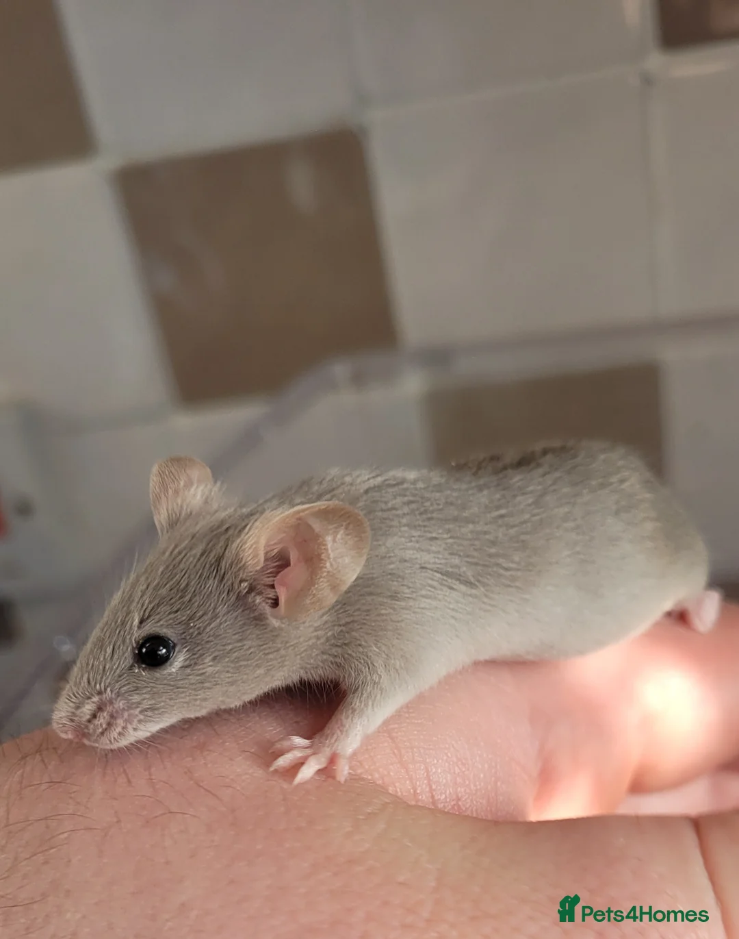 Mouse rodents for sale: Male fancy mice  - Advert 1