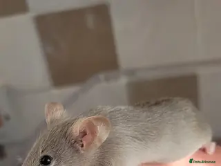 Mouse rodents Male fancy mice - Advert 20