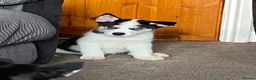 Huskita dogs for sale: Beautiful Huskey pups 3/4 still available  - Advert 3