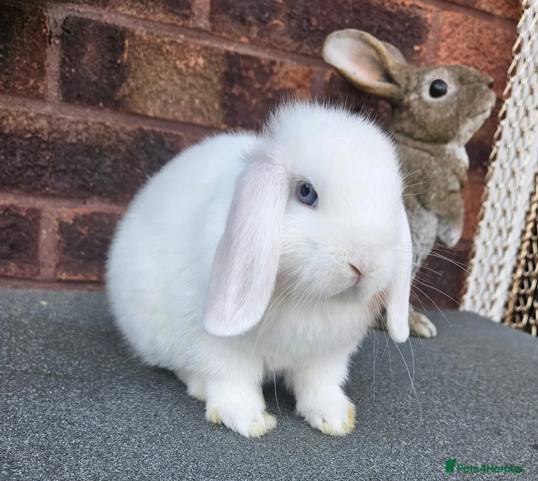 Mini Lop rabbits for sale:  baby mini lops  - Advert 2