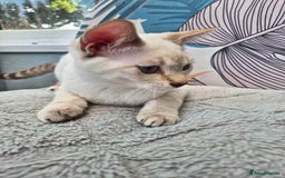 Snowshoe cats for sale:  pedigree Tica reg  snowshoes  READY NOW - Image 22