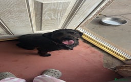 Cocker Spaniel dogs for sale: Shadow FREE TO A GOOD HOME  - Image 1