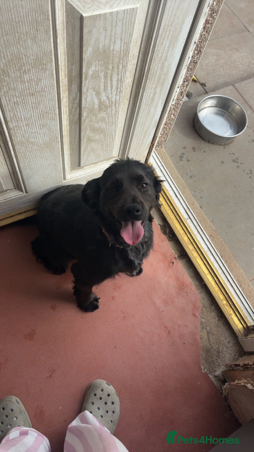 Cocker Spaniel dogs for sale: Shadow FREE TO A GOOD HOME  - Image 1
