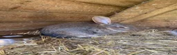 Continental Giant rabbits for sale: Pure Continental Giant rabbits  - Advert 6