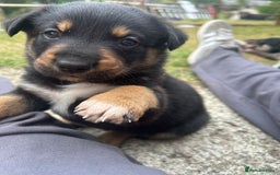 Mixed Breed dogs for sale: collie x Huntaway  pups one boy left  - Image 12