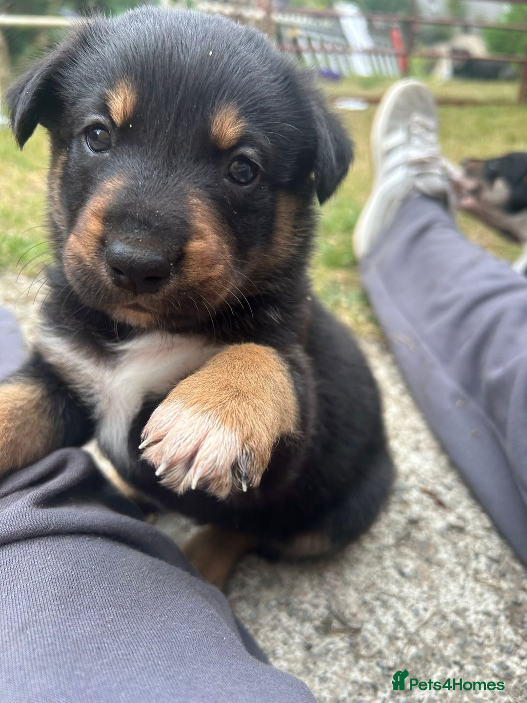 Mixed Breed dogs for sale: collie x Huntaway  pups one boy left  - Image 12