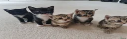 Mixed Breed cats for sale: 5 Heart-Melting Baby Kittens Ready for Love! - Advert 18