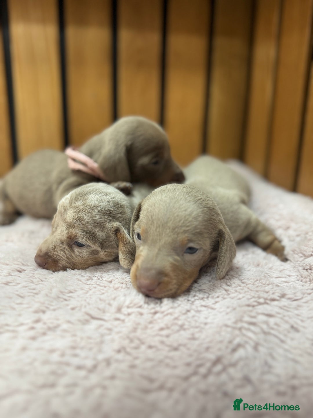 Miniature Dachshund dogs for sale: 5⭐️ Licensed. Kc registered tiny mini Daxis  - Image 5