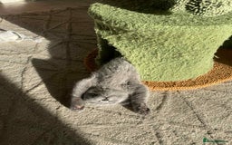 British Shorthair cats for sale: GCCF Registered British Shorthair Kittens  - Image 8