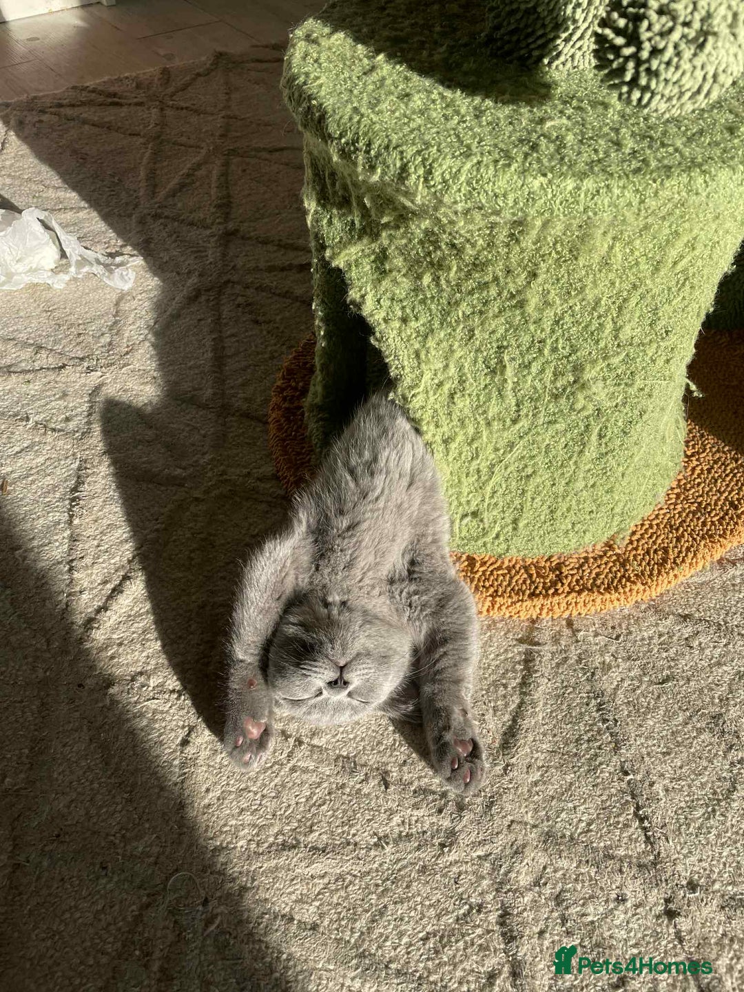 British Shorthair cats for sale: GCCF Registered British Shorthair Kittens  - Image 8