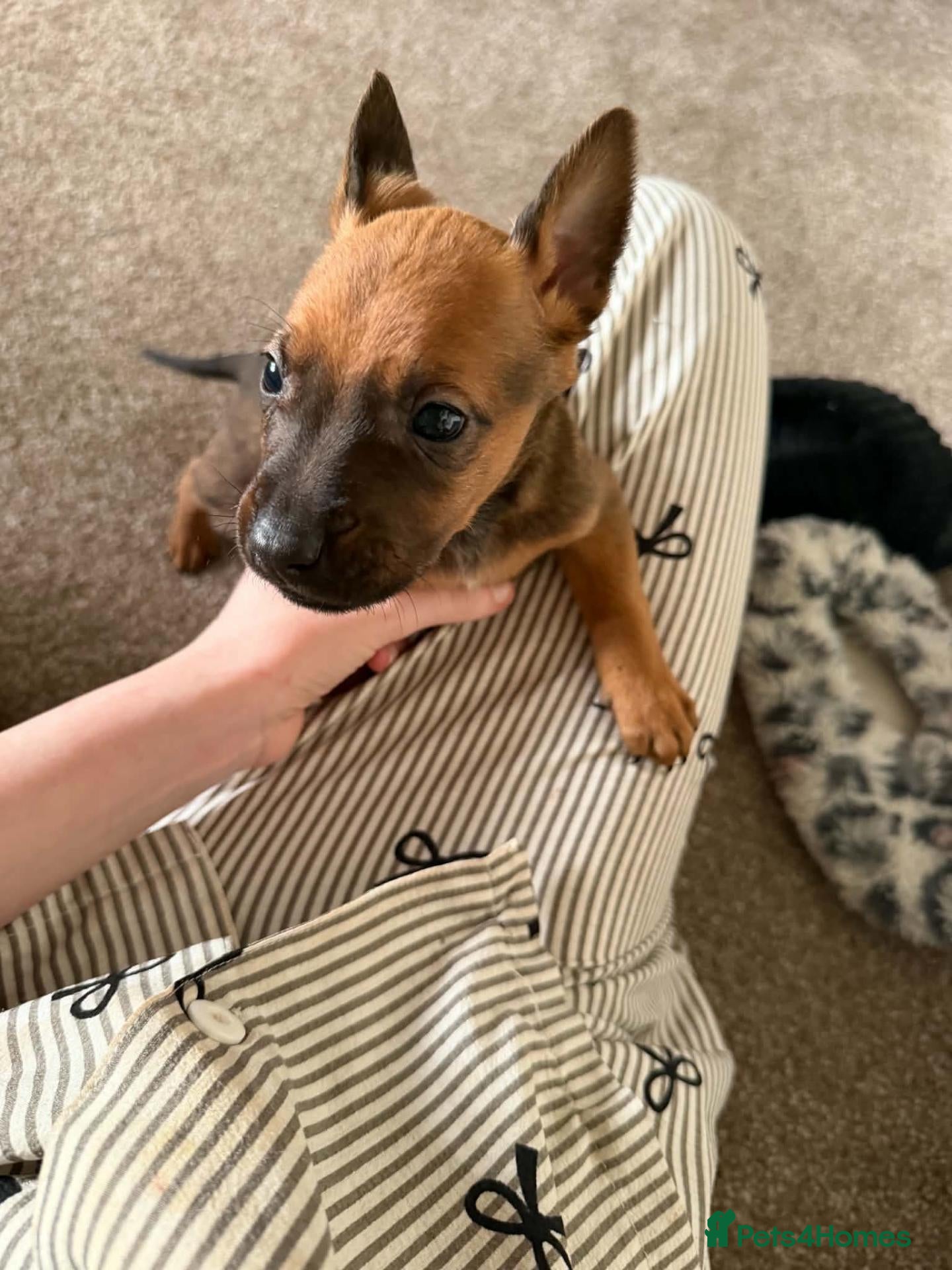 Mixed Breed dogs for sale: Stunning mixed liter of Belgiu malis x staff pups  - Advert 2