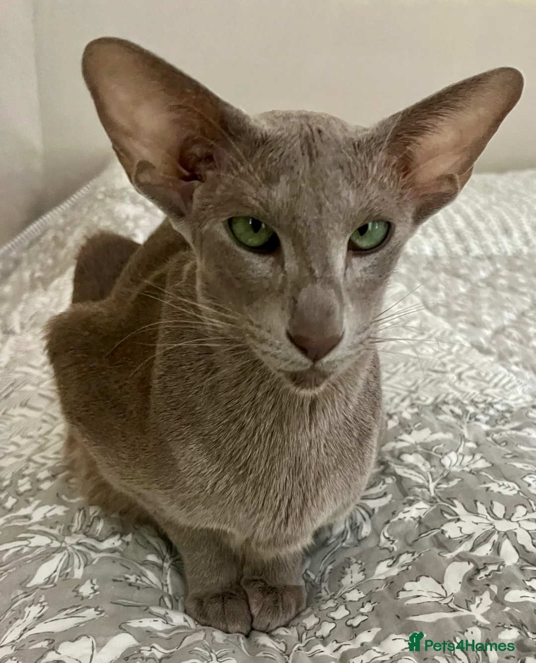 Oriental cats for sale: Supreme pedigree Oriental kittens GCCF reg - Advert 13