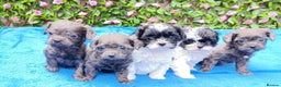 Mixed Breed dogs for sale: TOY FIRST GEN SHIHPOO PUPS PARENTS HEALTH TESTED  - Advert 5