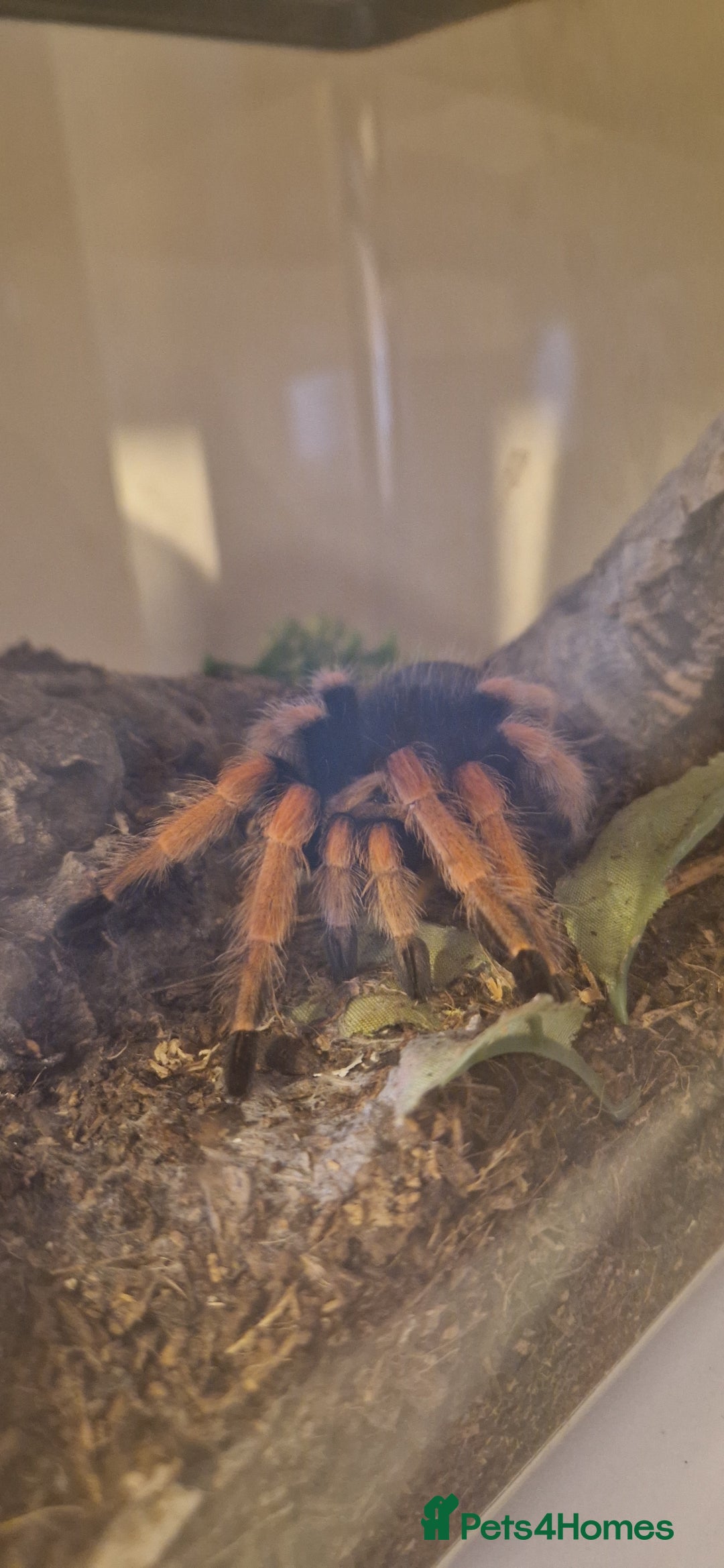 Tarantulas invertebrates for sale: Tarantulas for sale - Advert 9