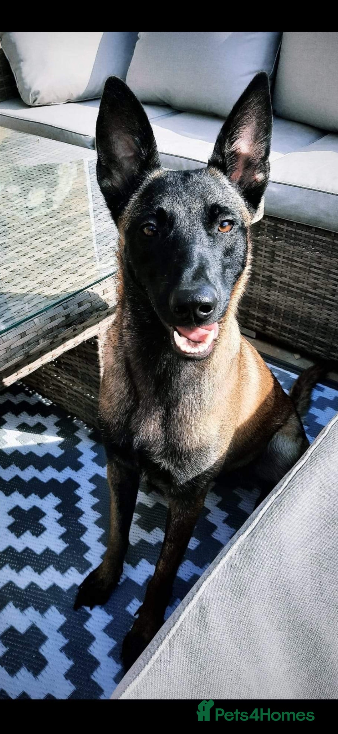 Belgian Shepherd Dog dogs for sale: Belgian Malinois Puppies - Advert 17