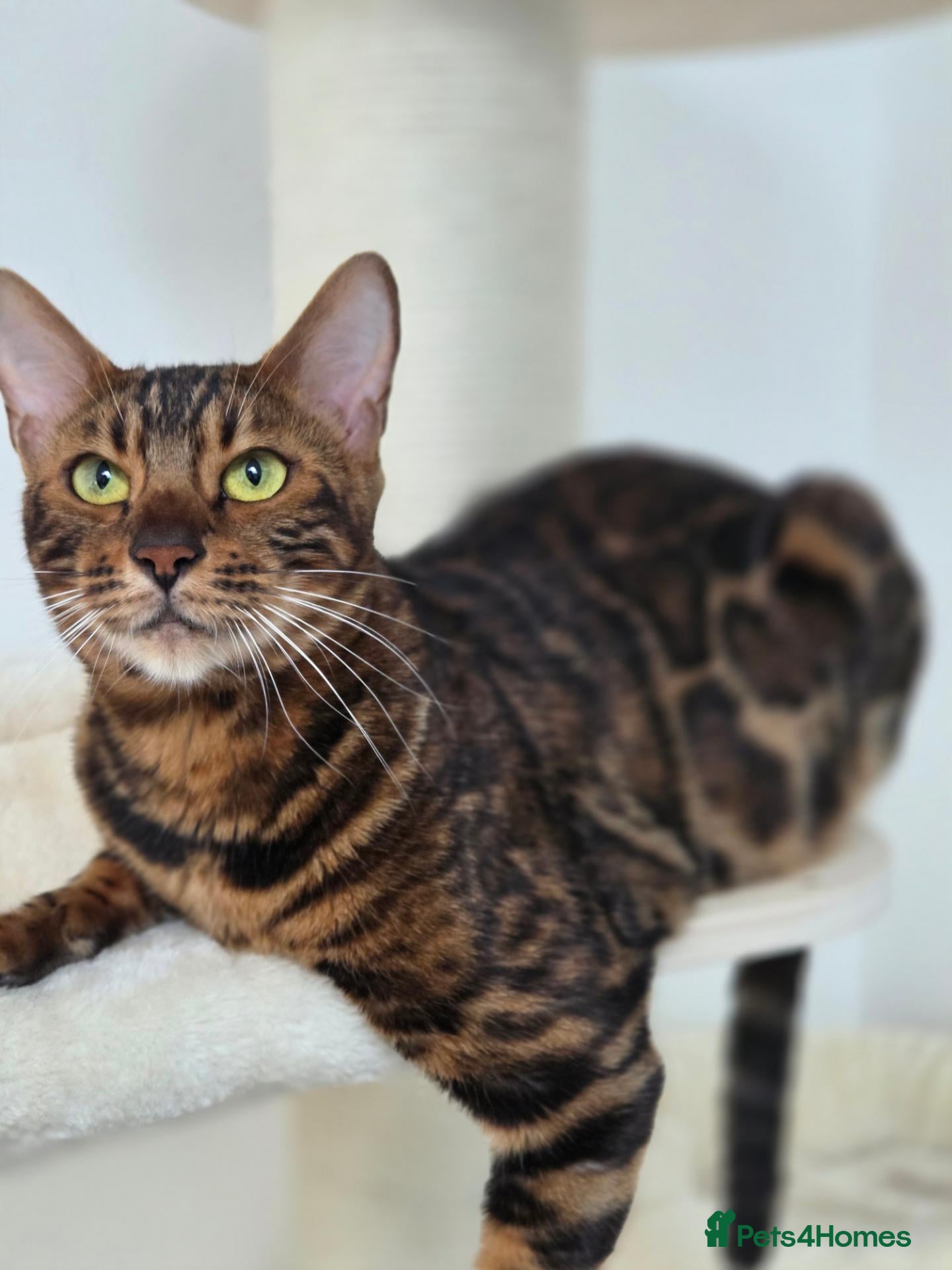 Bengal cats Beautiful Bengal Female Looking for a Loving Home - Advert 1