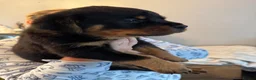 Rottweiler dogs for sale: KC Srb Rottweilers 19 champion winning bloodlines - Advert 23