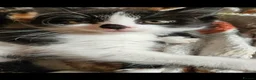 Mixed Breed cats for sale: Beautiful kittens looking for there forever homes  - Advert 7