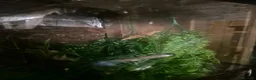 Gecko reptiles for sale: Crested gecko.  - Advert 2