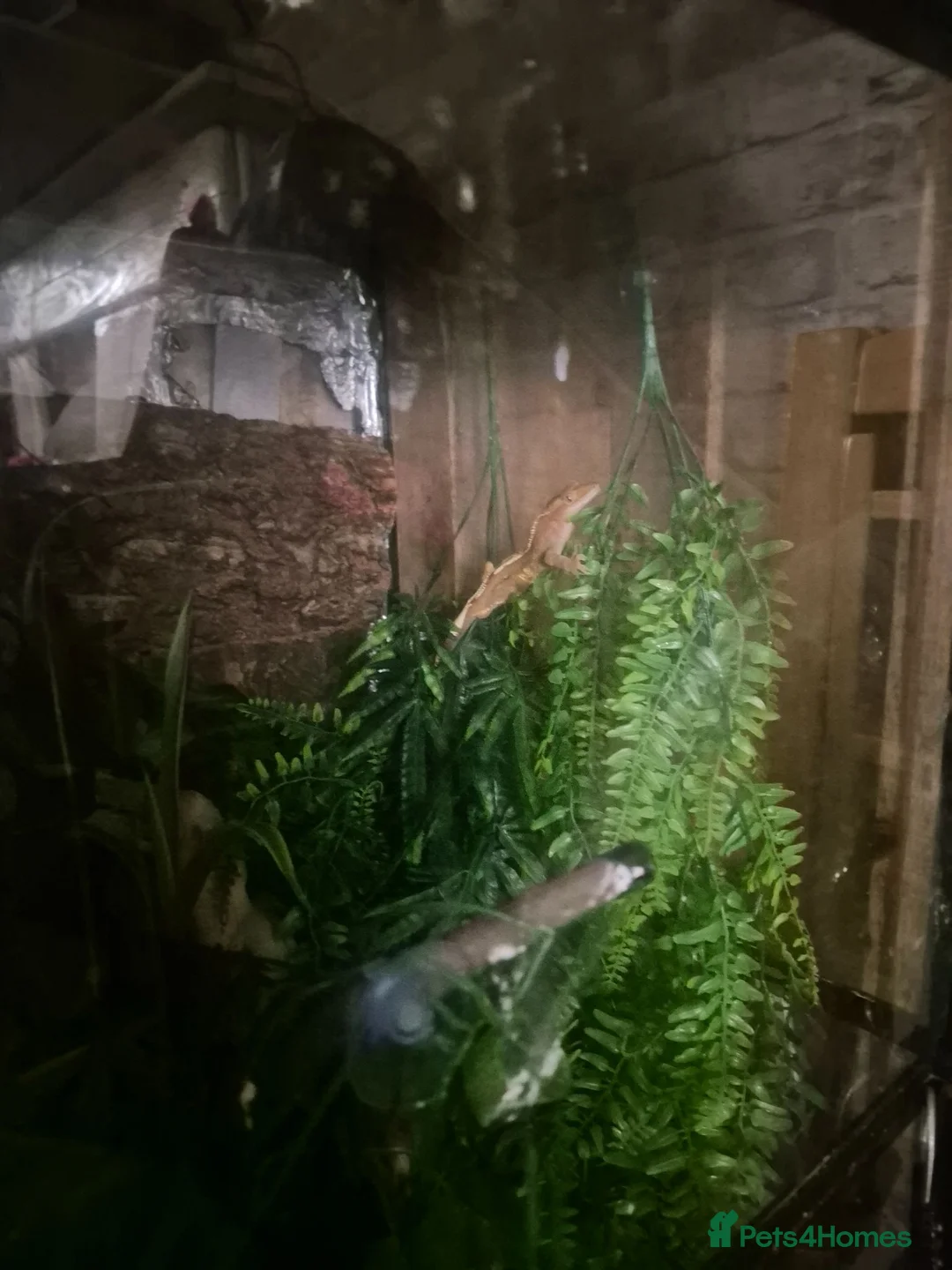 Gecko reptiles for sale: Crested gecko.  - Advert 2