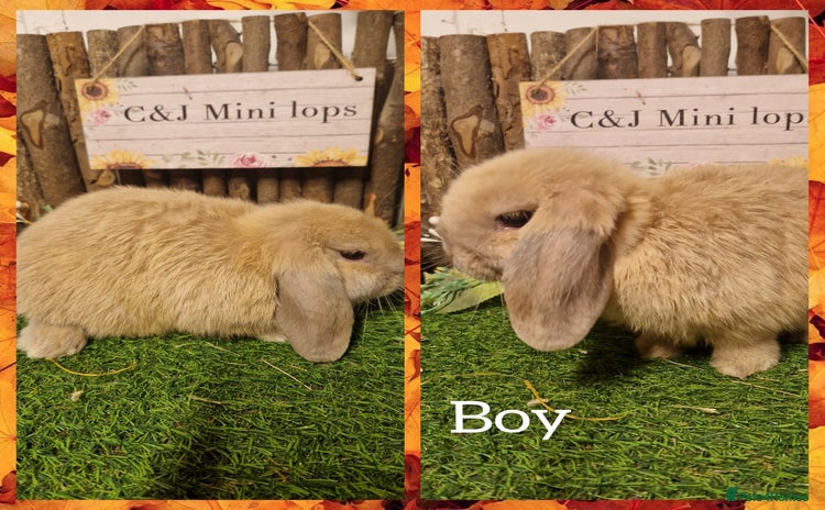 Mini Lop rabbits - Advert 6