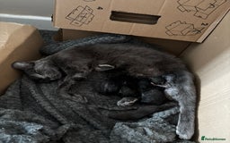 Russian Blue cats for sale: 3 Russian blue - Image 5