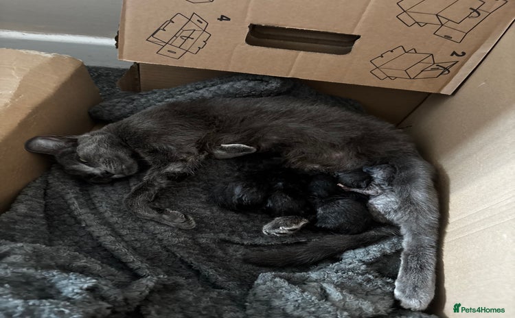 Russian Blue cats - Advert 11