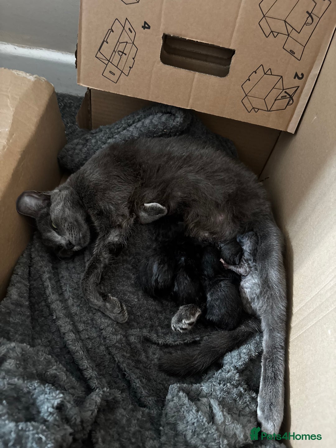 Russian Blue cats for sale: 3 Russian blue - Image 5